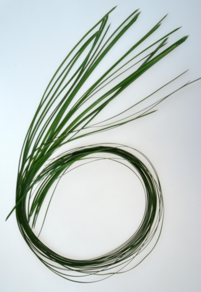 Gras L122cm Bund mit 12 Blaettern