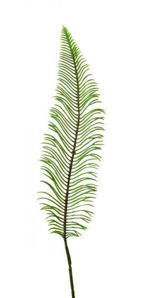 Cycaspalmwedel  L48cm gruen 1776-01