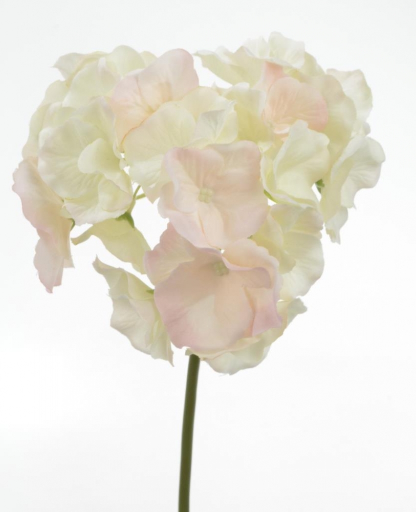 Hortensien-Pick creme-rosa 110064-12