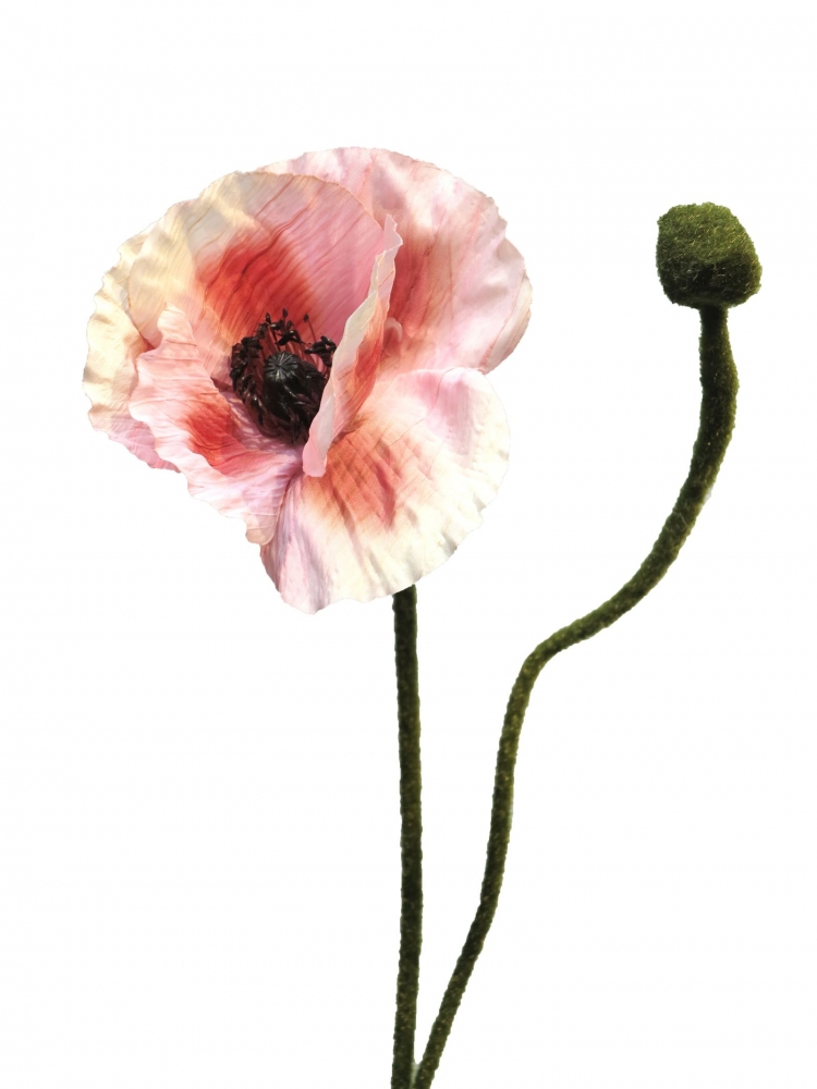 Mohn Rhoeas pink 60cm 11693-7