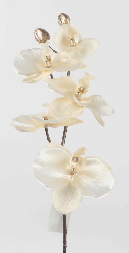 Phalaenopsis L66cm cremeweiss 120396-12