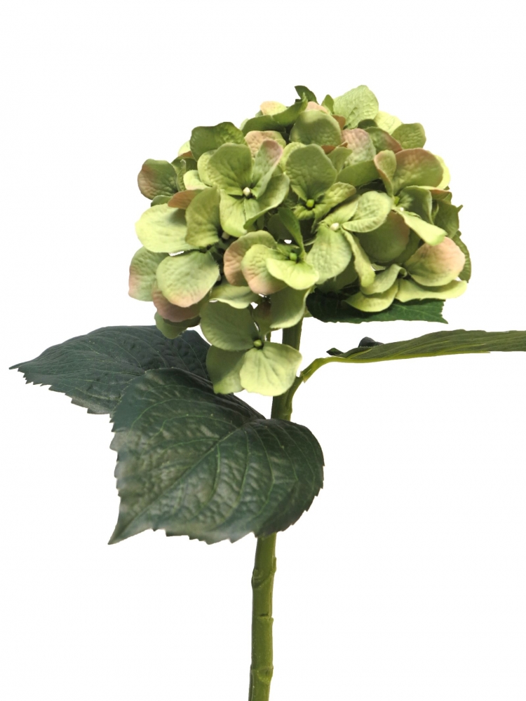 Hortensie Artist 48cm gruen 12275-2