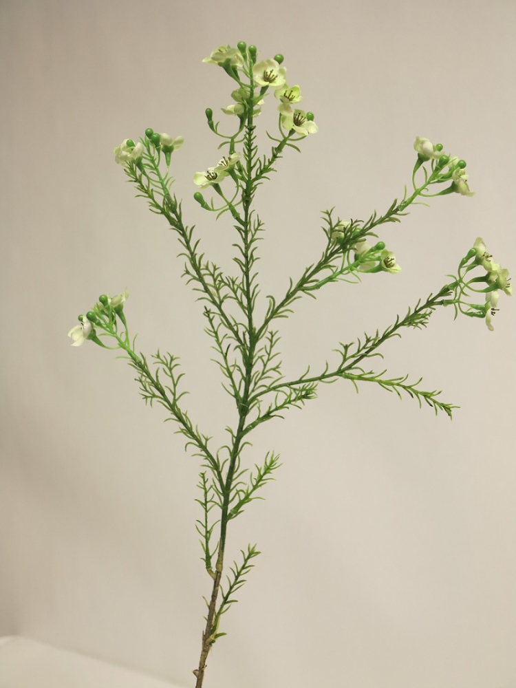 Wachsblume Chamelaucium gruen 66cm 12892-1