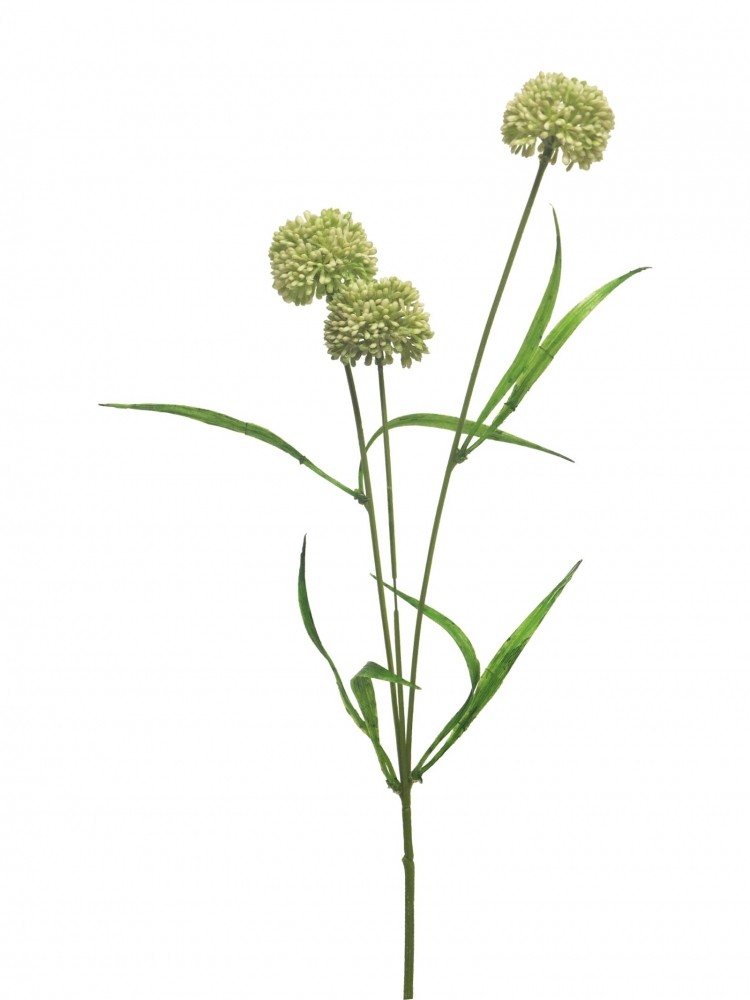 Allium Manousch creme 51cm 13101-0