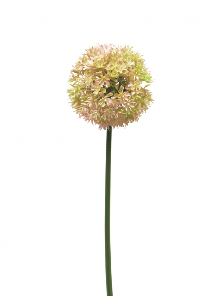 Allium Natasja  pink 72cm 13202-7