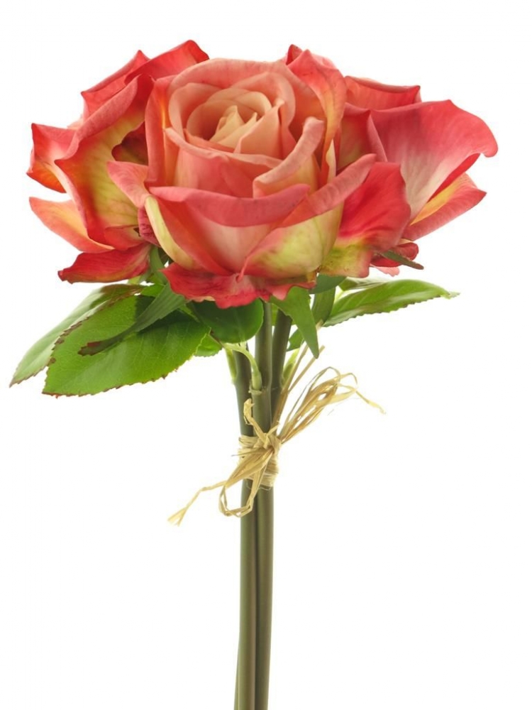 Rosenbund x3 Cottage beauty 30cm Bl 10cm 20572-6