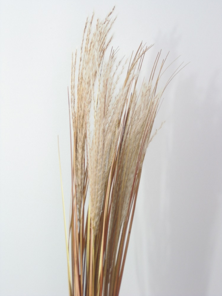 Zweig Dry flowers" L79cm beige 270072-15"
