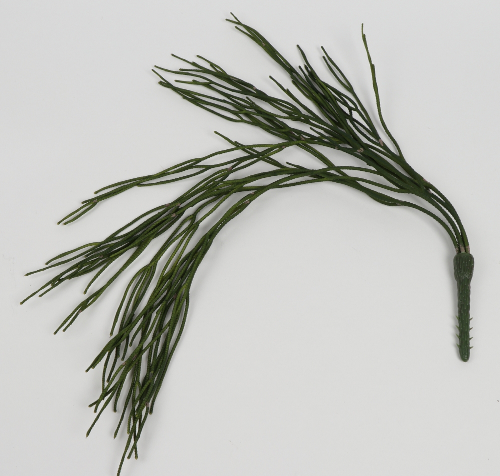 Rhipsalis-Haenger L66cm (PolyBeutel