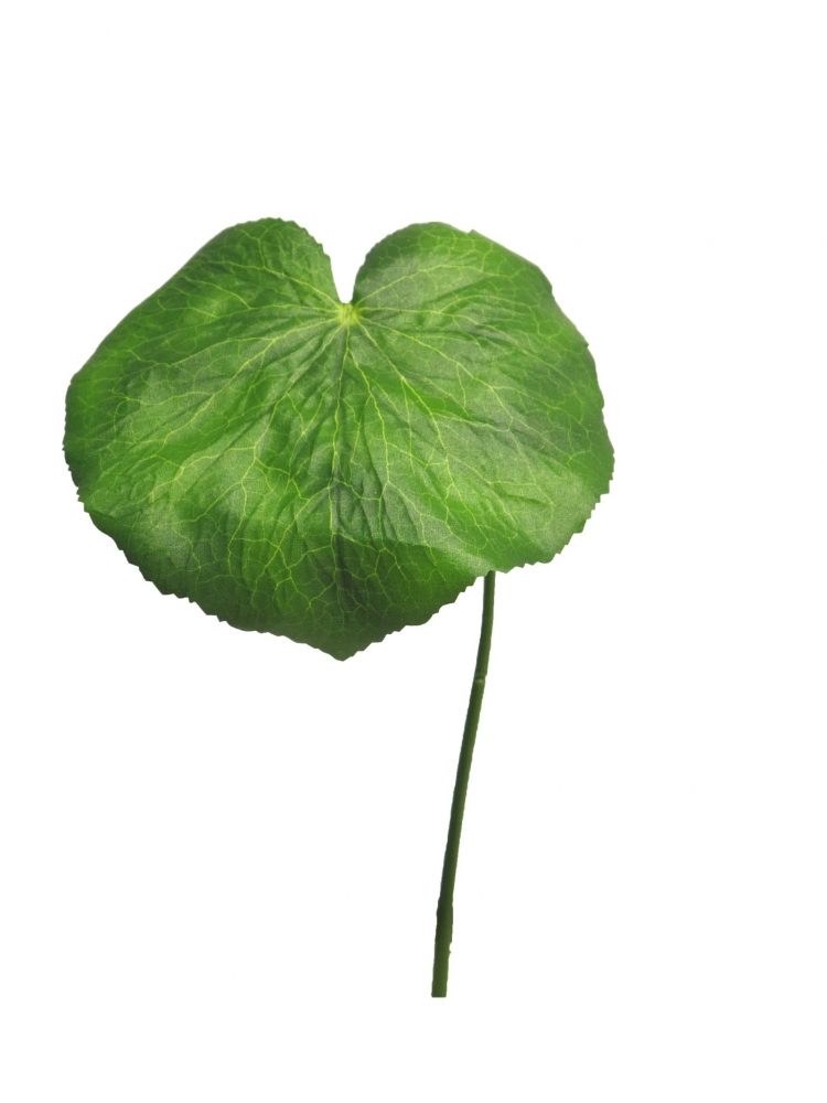 Galax-Blatt DM ca. 20cm
