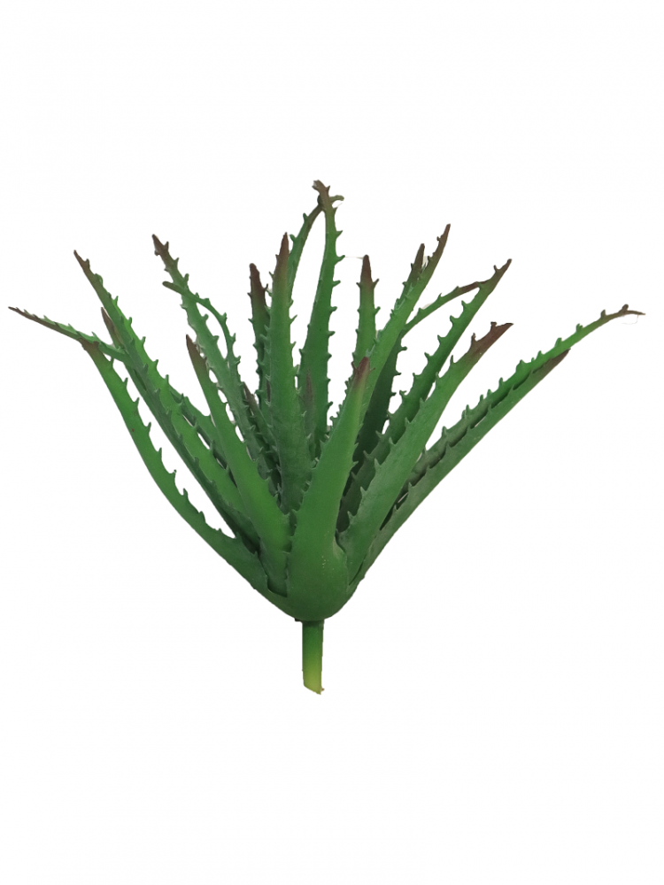 Aloe Lignol 22cm gruen 31448-1