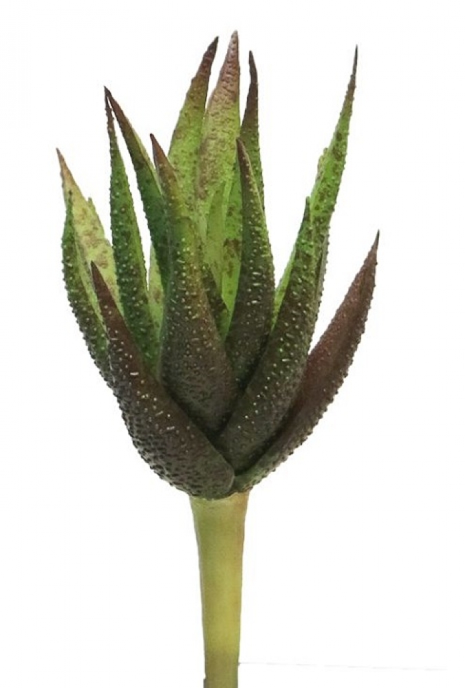 Succulente Richy burgund 20cm 31574-3