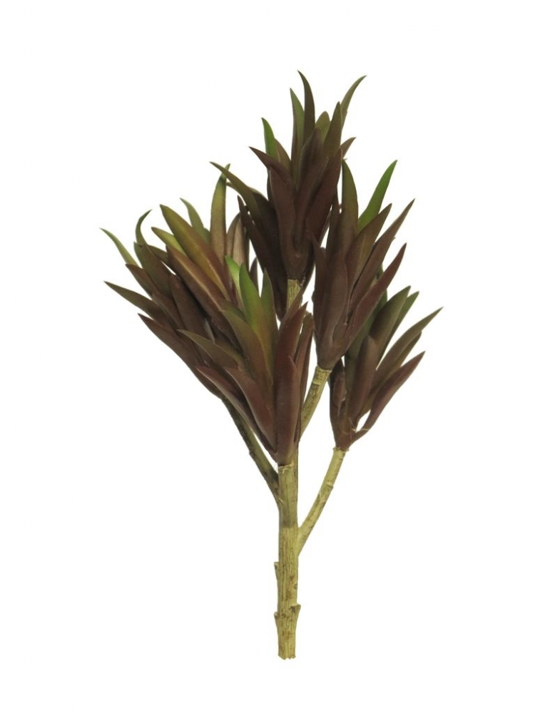Euphorbie Mandra x7 burgund 22cm 31918-6