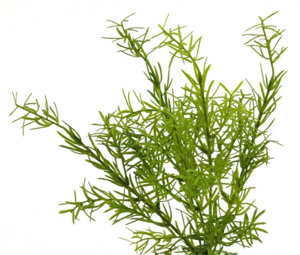 Asparagus Pick x5 gruen 33cm 32185-1