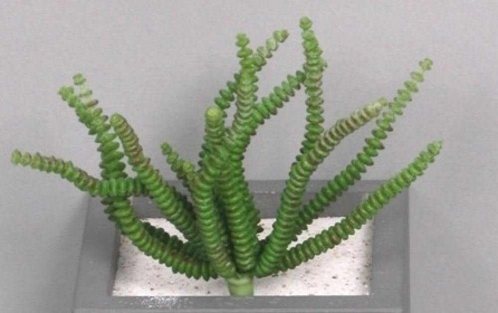 Grassula-Sukkulente 14cm gruen 50889-1