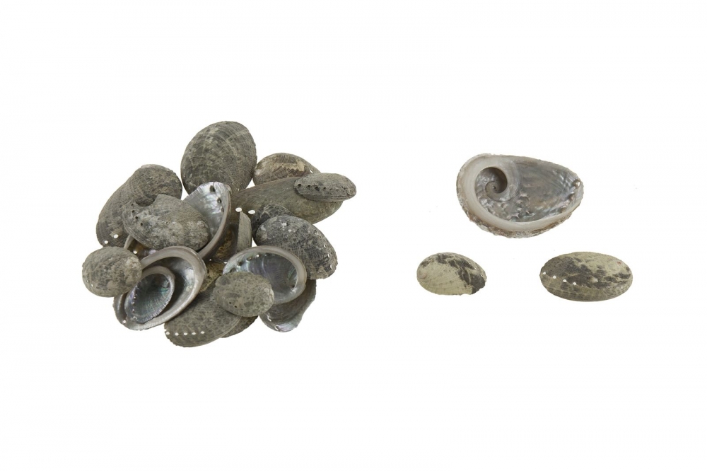 Muschel Haliotus Pulcherina Btl. ca. 200gr. 70601