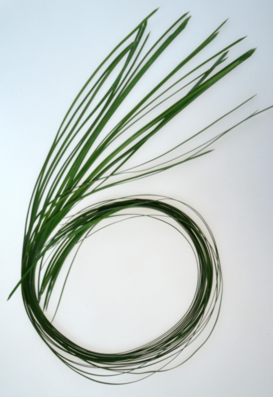 Gras L122cm Bund mit 12 Blaettern