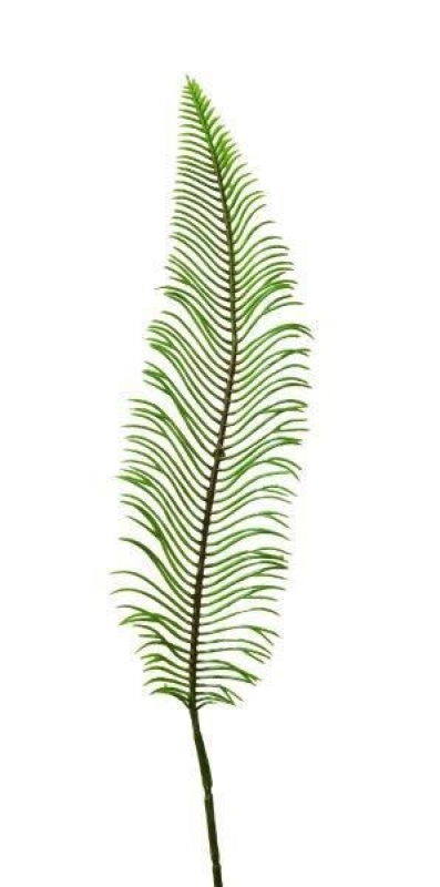 Cycaspalmwedel  L48cm gruen 1776-01