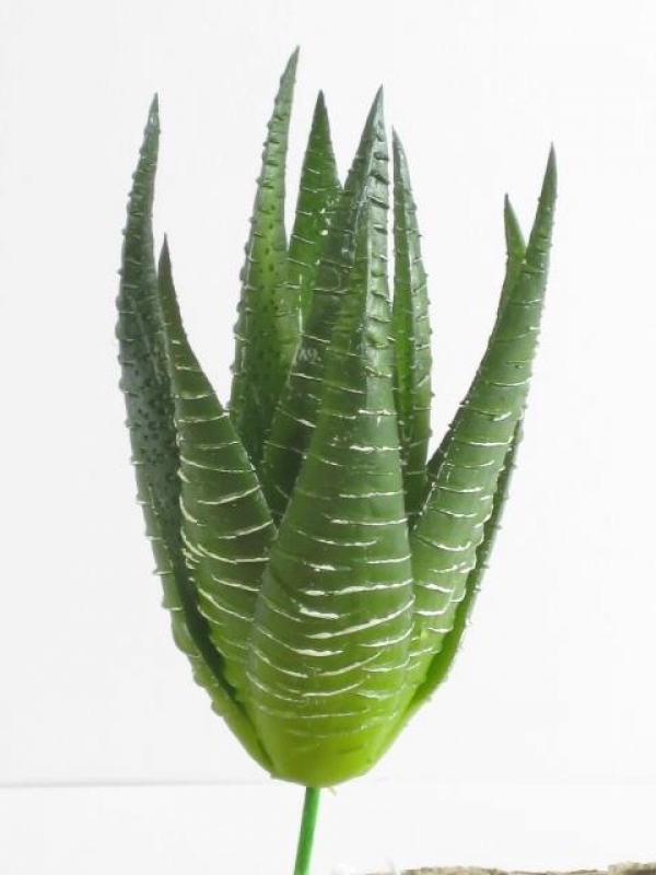 Aloe-Pflanze gruen 4553-01