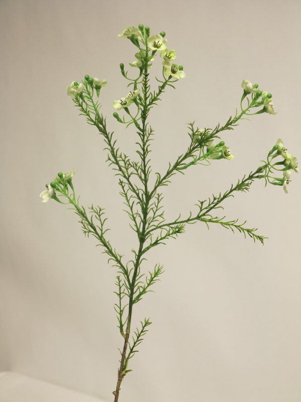Wachsblume Chamelaucium gruen 66cm 12892-1