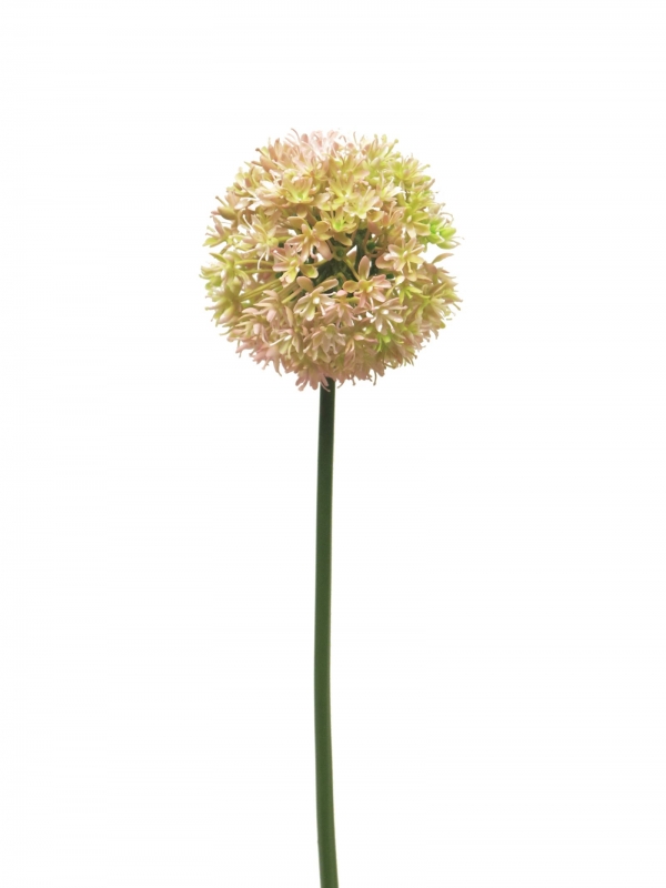 Allium Natasja  pink 72cm 13202-7