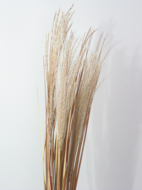 Zweig Dry flowers" L79cm beige 270072-15"