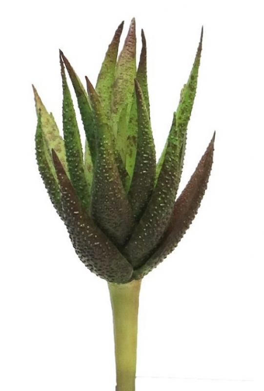 Succulente Richy burgund 20cm 31574-3