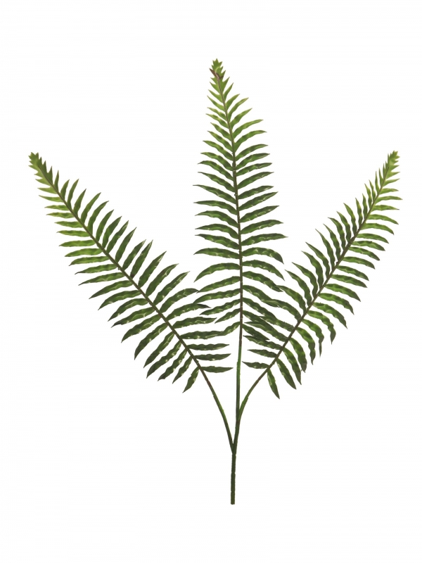 Nephrolepis Farn x3  gruen 52cm 31876-1
