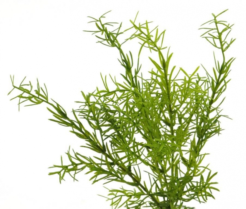 Asparagus Pick x5 gruen 33cm 32185-1
