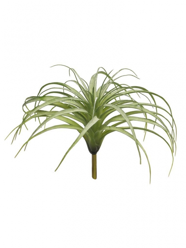 Tillandsia Hutan gruen-grau ca. 26cm 51546-1