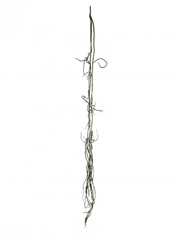 Lianen Busch Tarzan schwarz 110cm 91265-9
